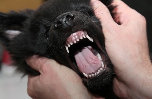 口内検査を嫌がる黒い犬